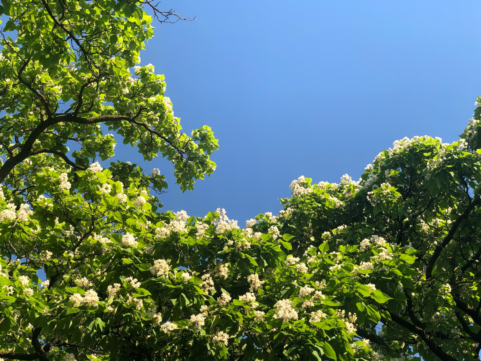Les inconvénients du catalpa que chaque jardinier doit connaître