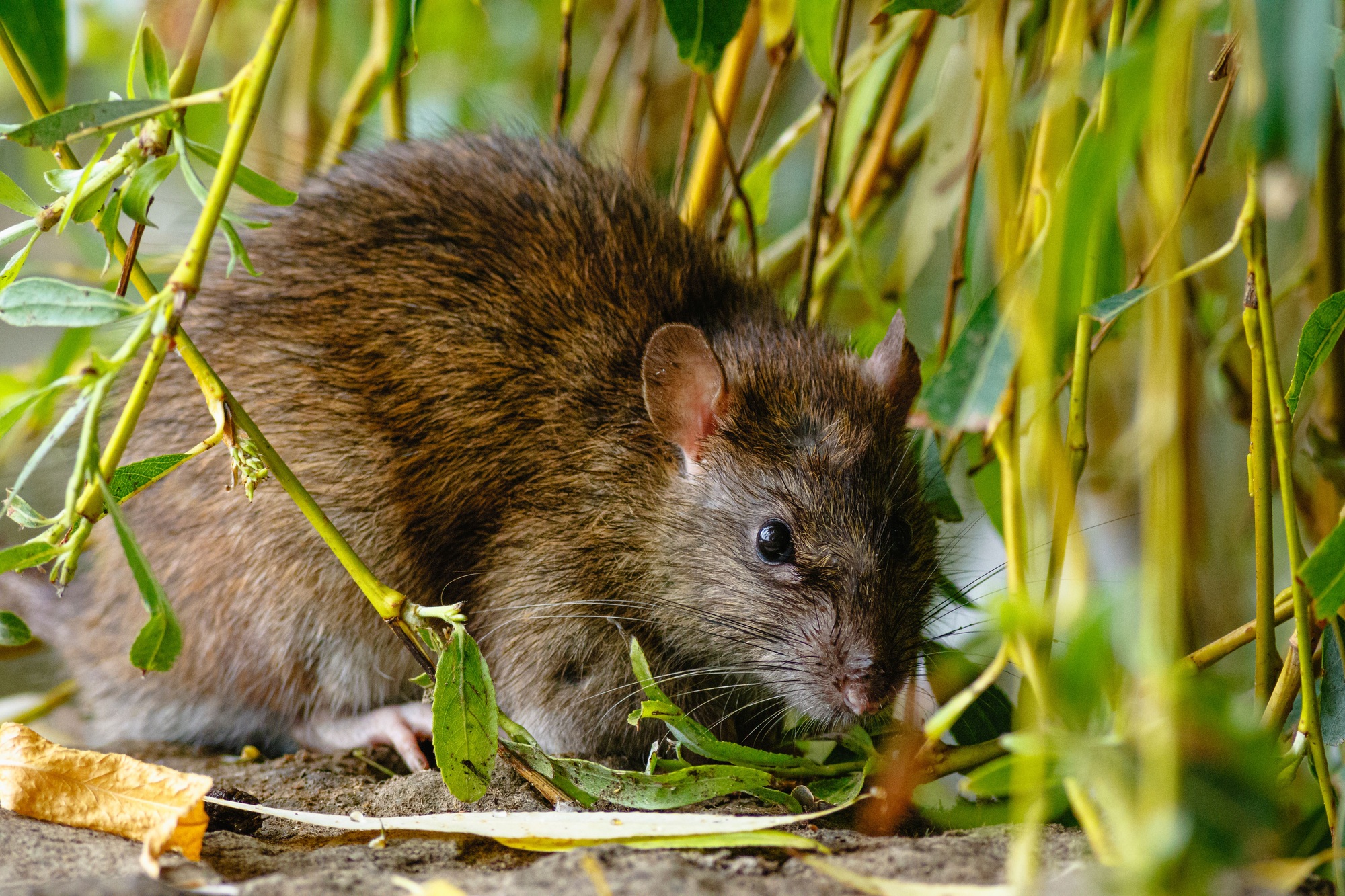 Se débarrasser du rat taupier : guide pour les propriétaires de jardins