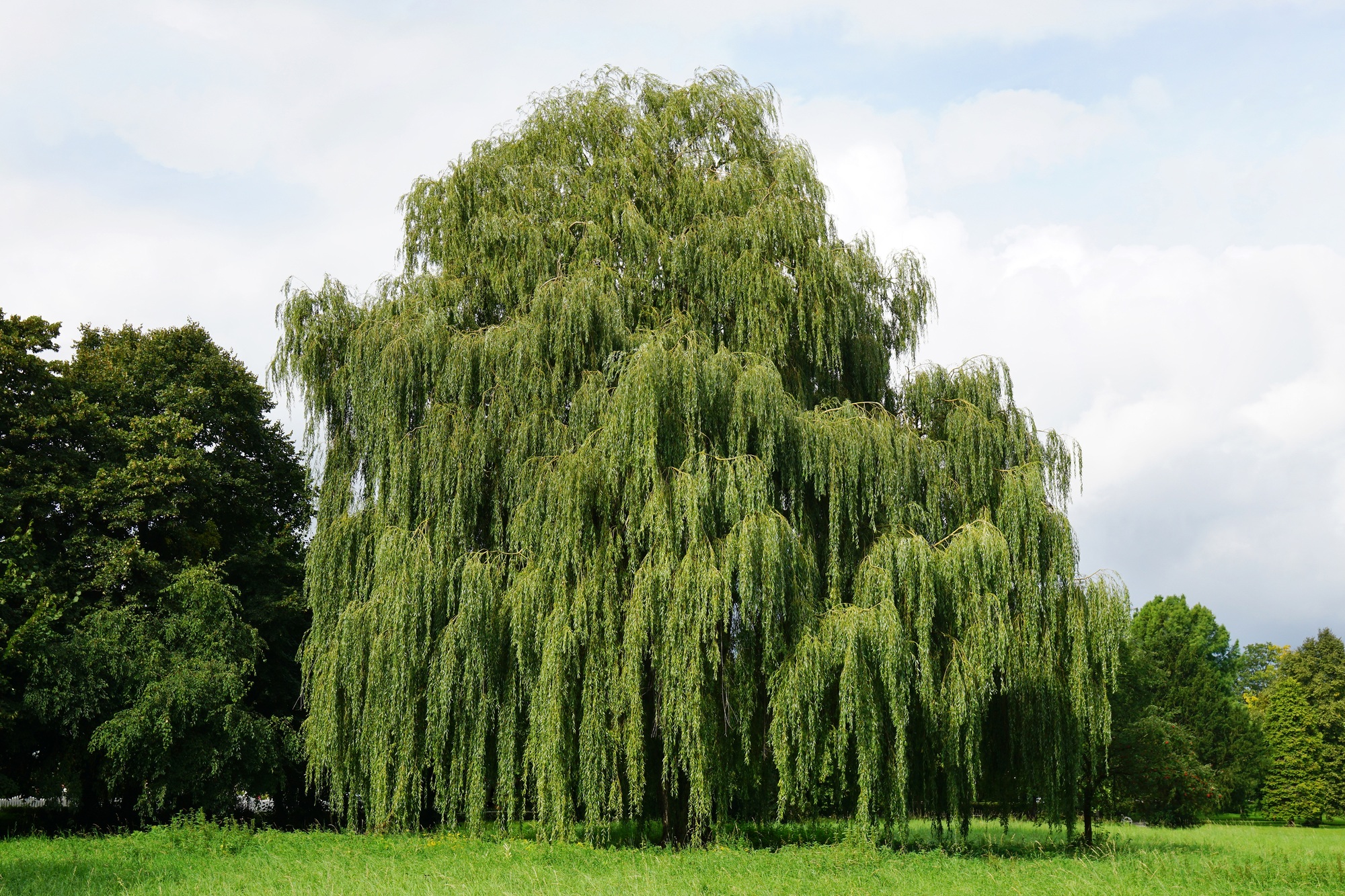 Pourquoi la taille du saule pleureur est essentielle pour sa santé et son développement