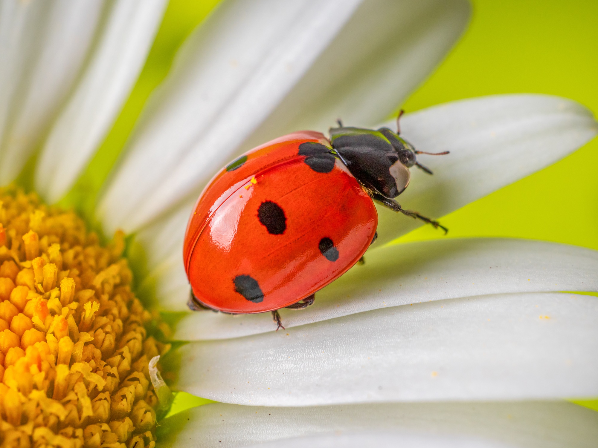 Les bienfaits des coccinelles dans la maison : vérités et idées reçues