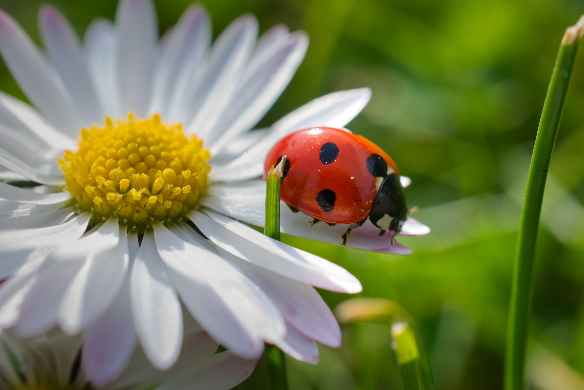 Ladybug closeup
