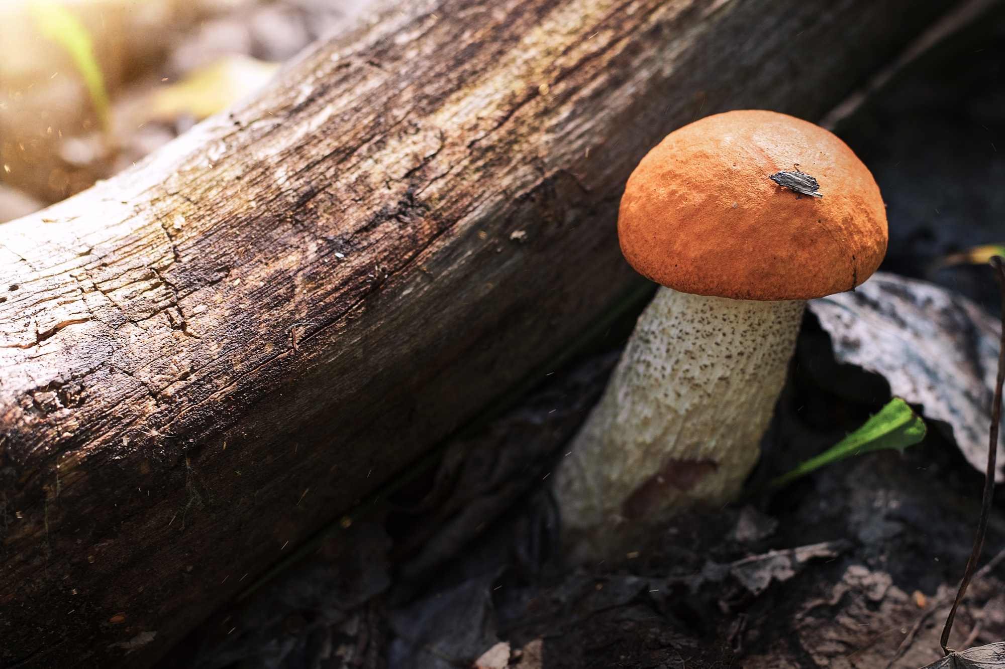 Orange cap boletus. Crop of forest edible mushrooms.
