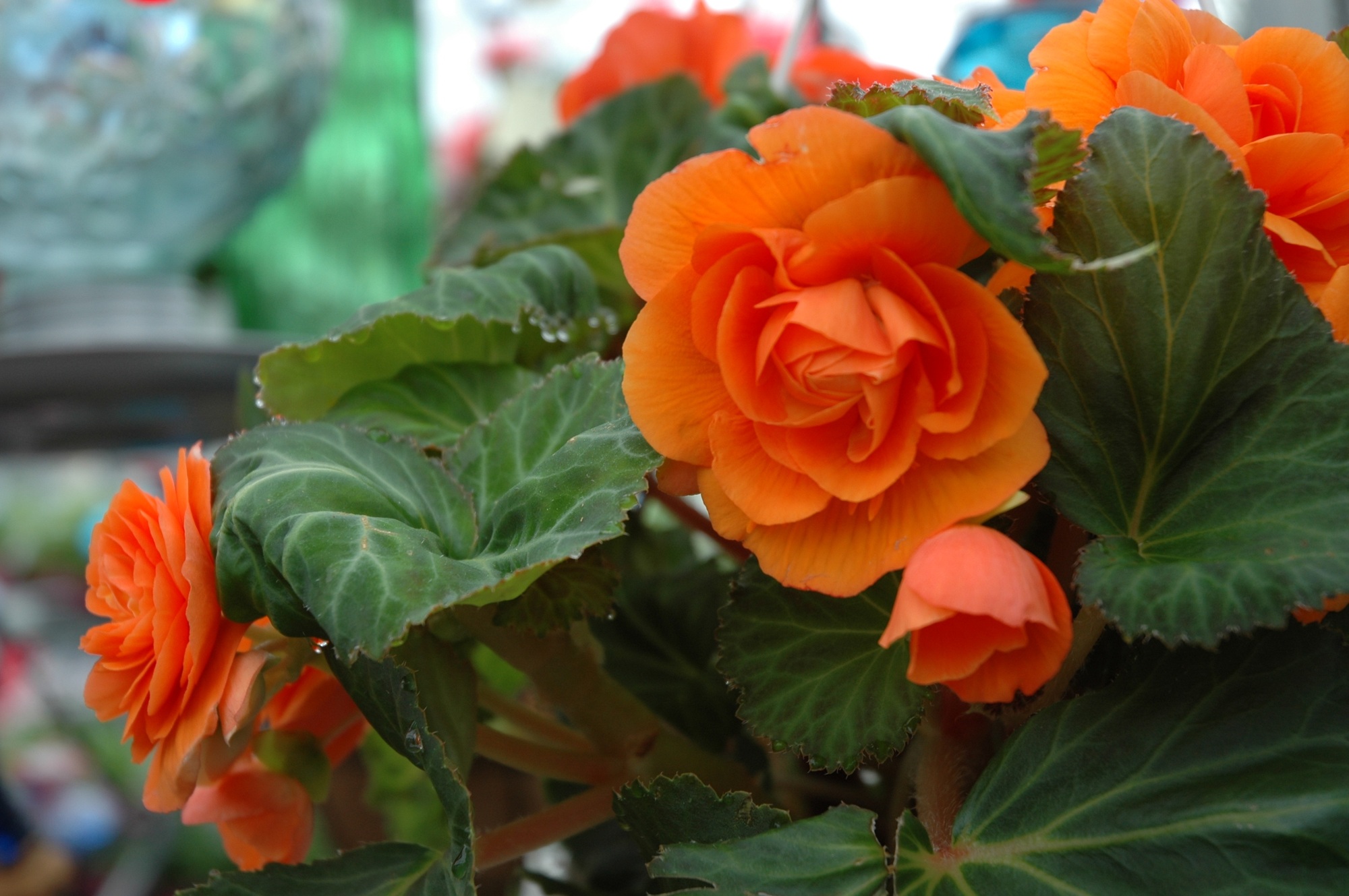 The flowers of vibrant orange begonia brightens any room.