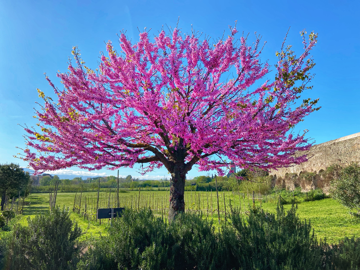 inconvénients arbre de Judée