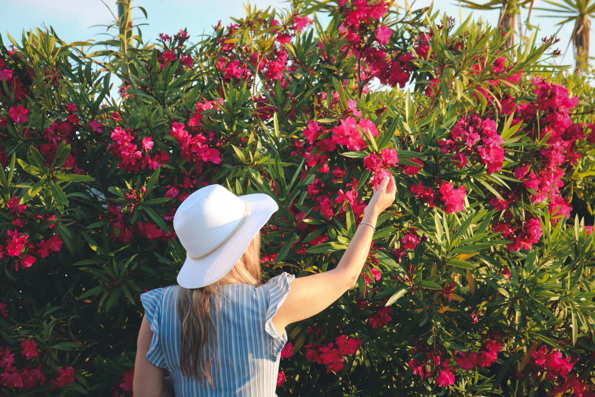 laurier rose