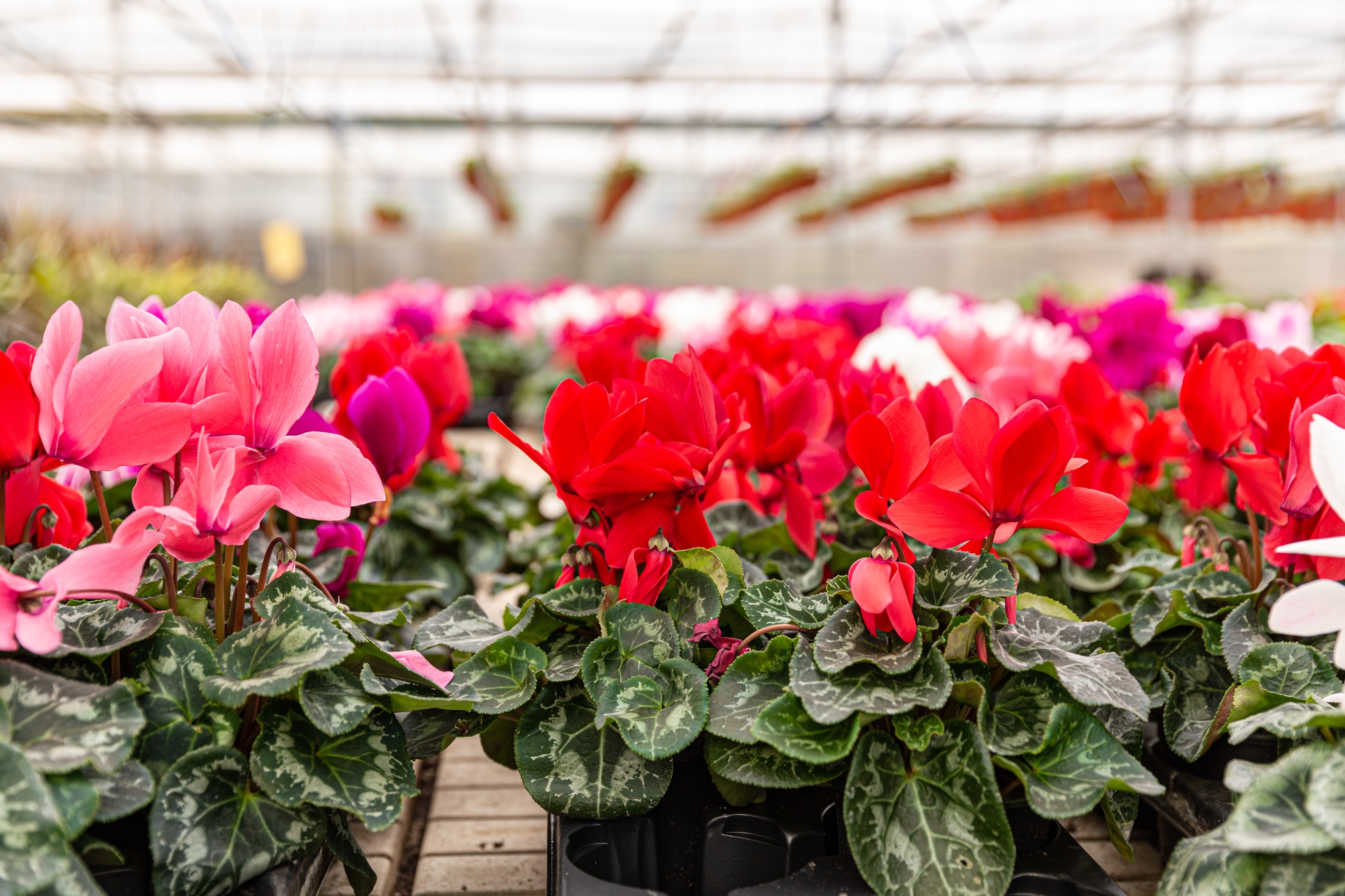 Cyclamens