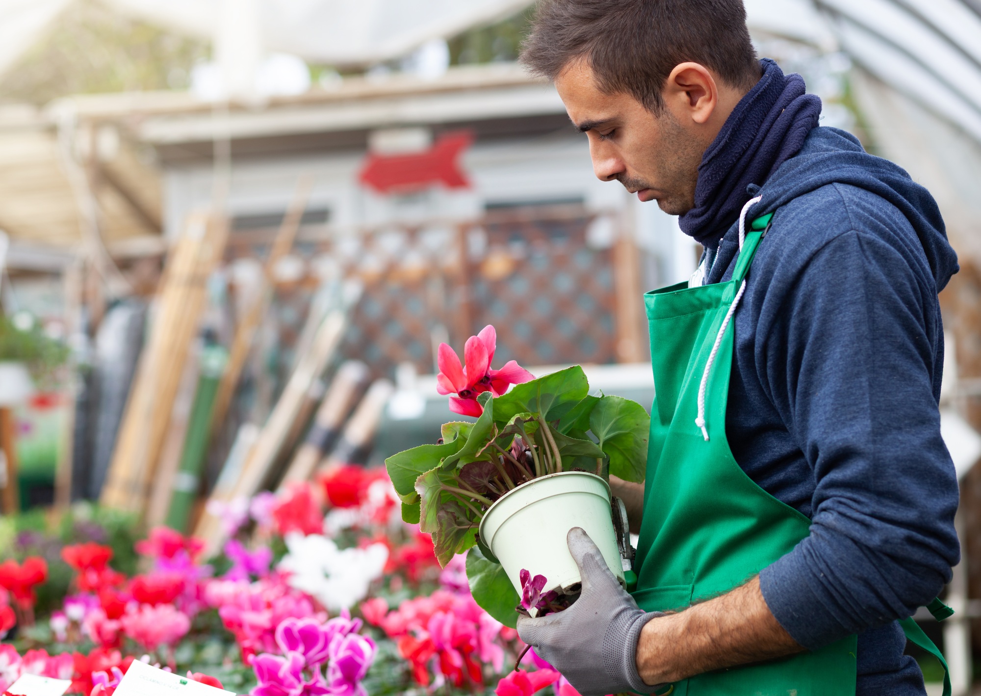 entretien des cyclamens
