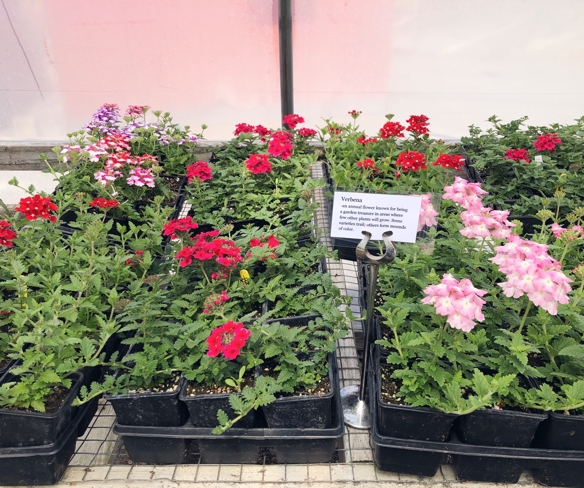 Annual plants Verbena in flats at a garden center