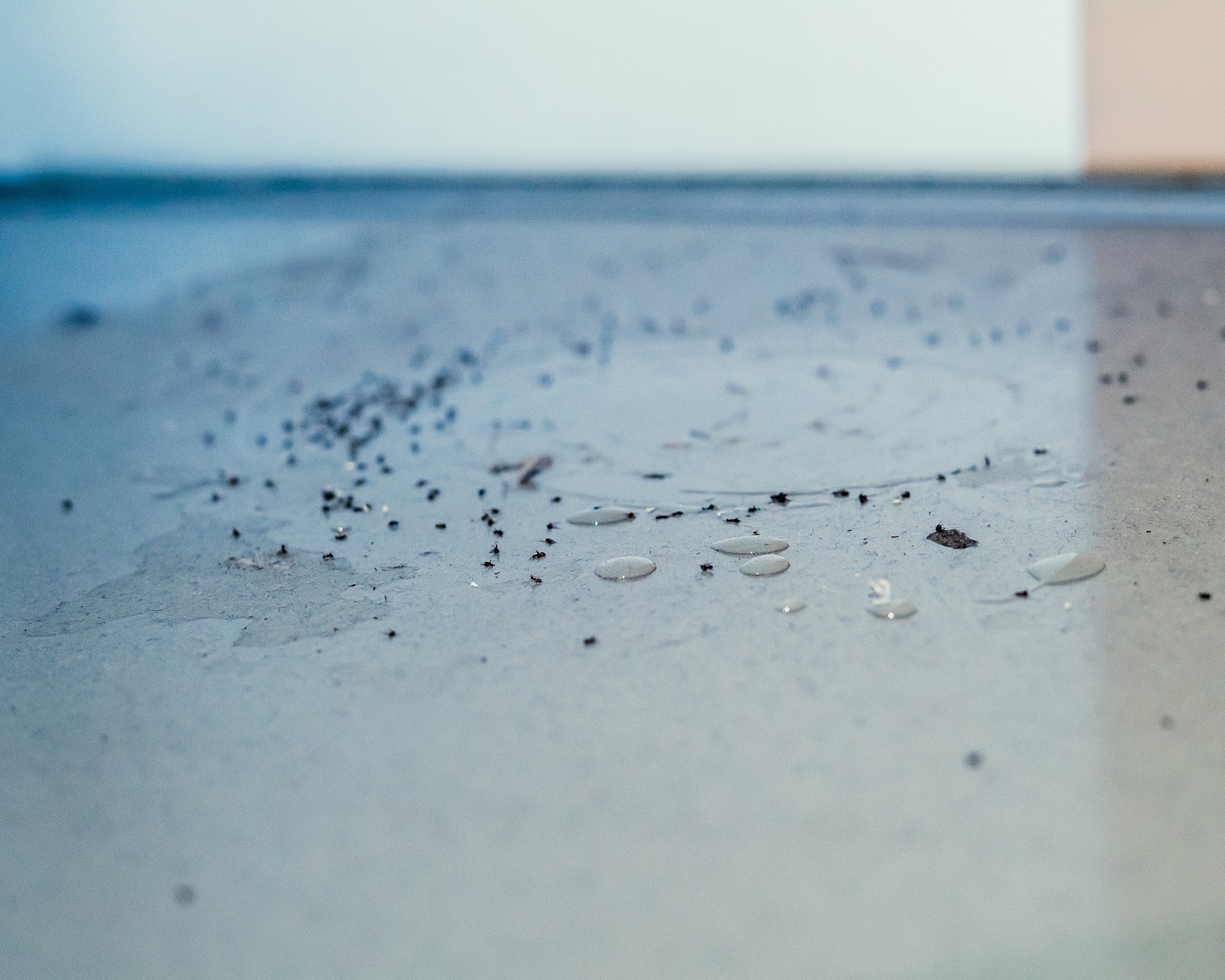 Ant poison trap filled with ants