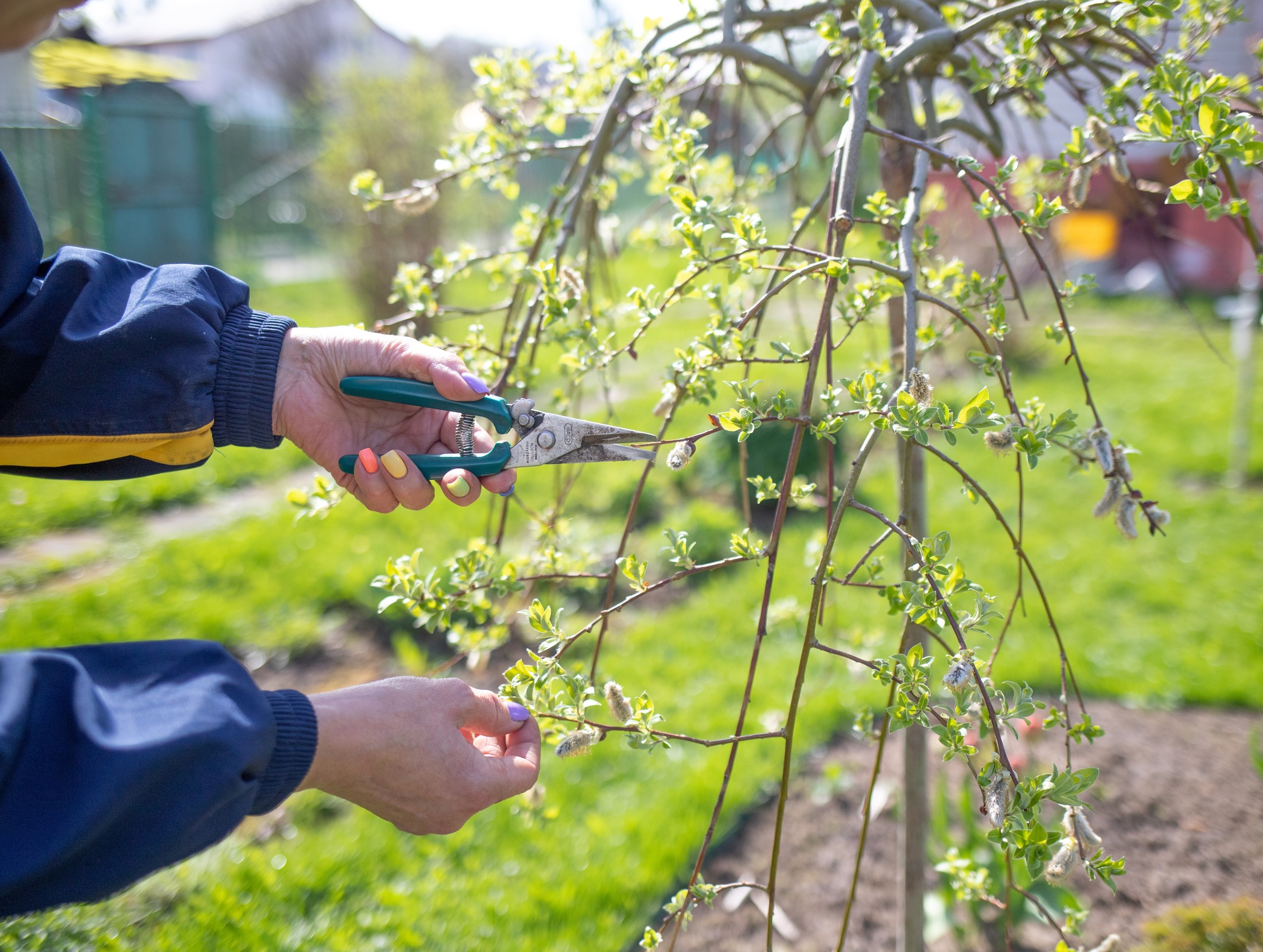 female hands with secateurs cut willow branches