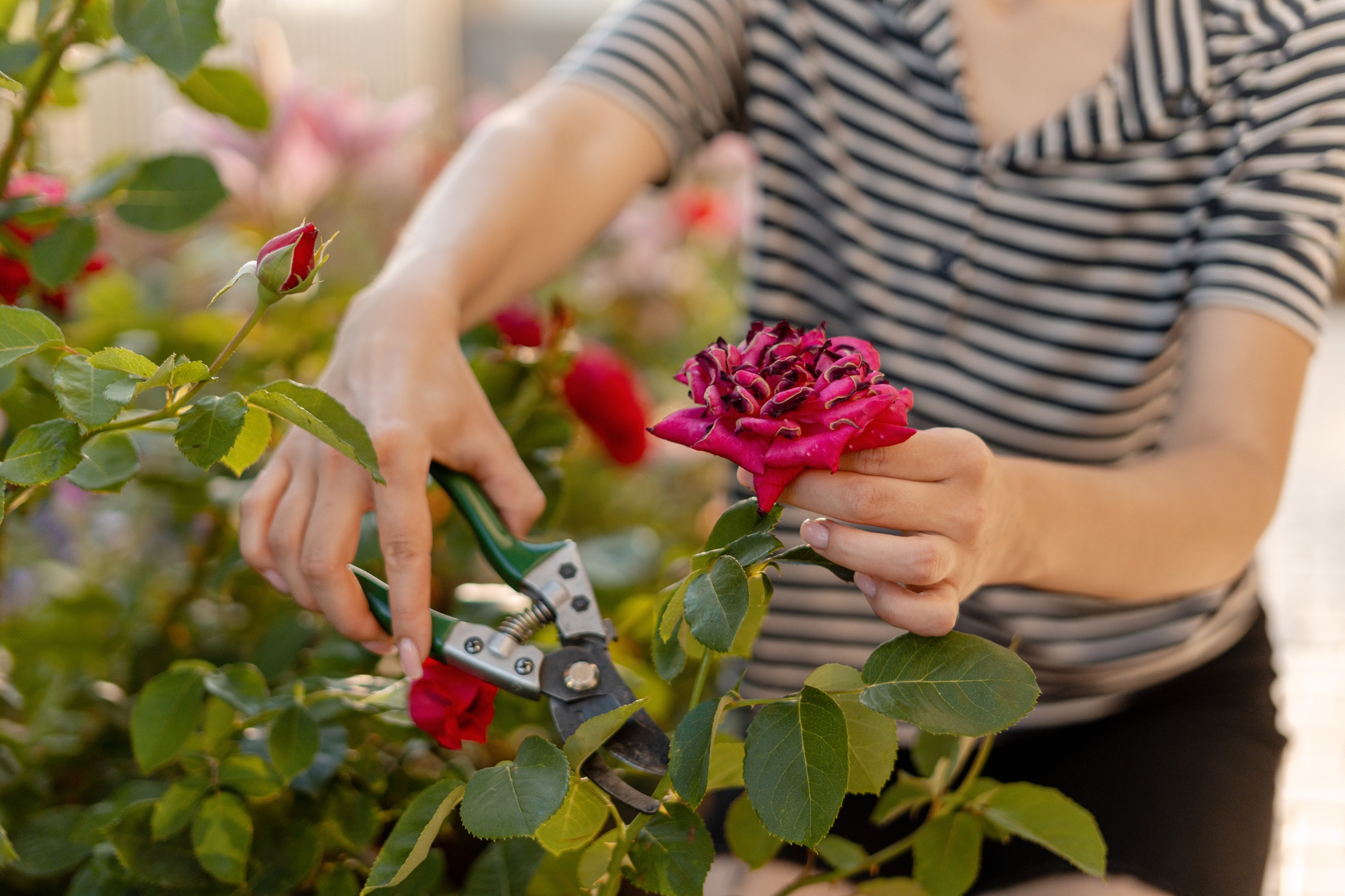 Gardener pruning wilted rose with secateurs in garden