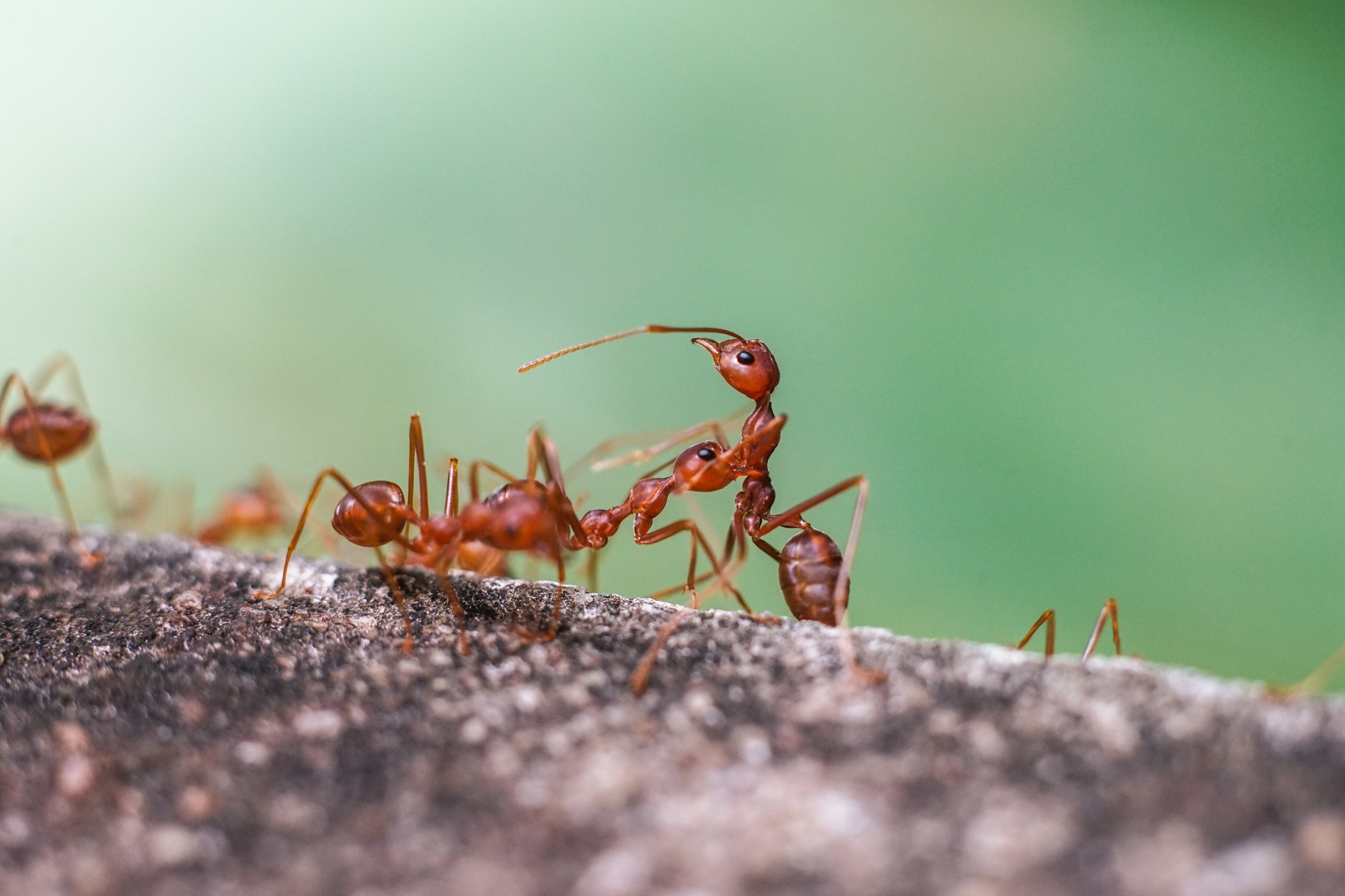 Red imported fire ant,Action of fire ant