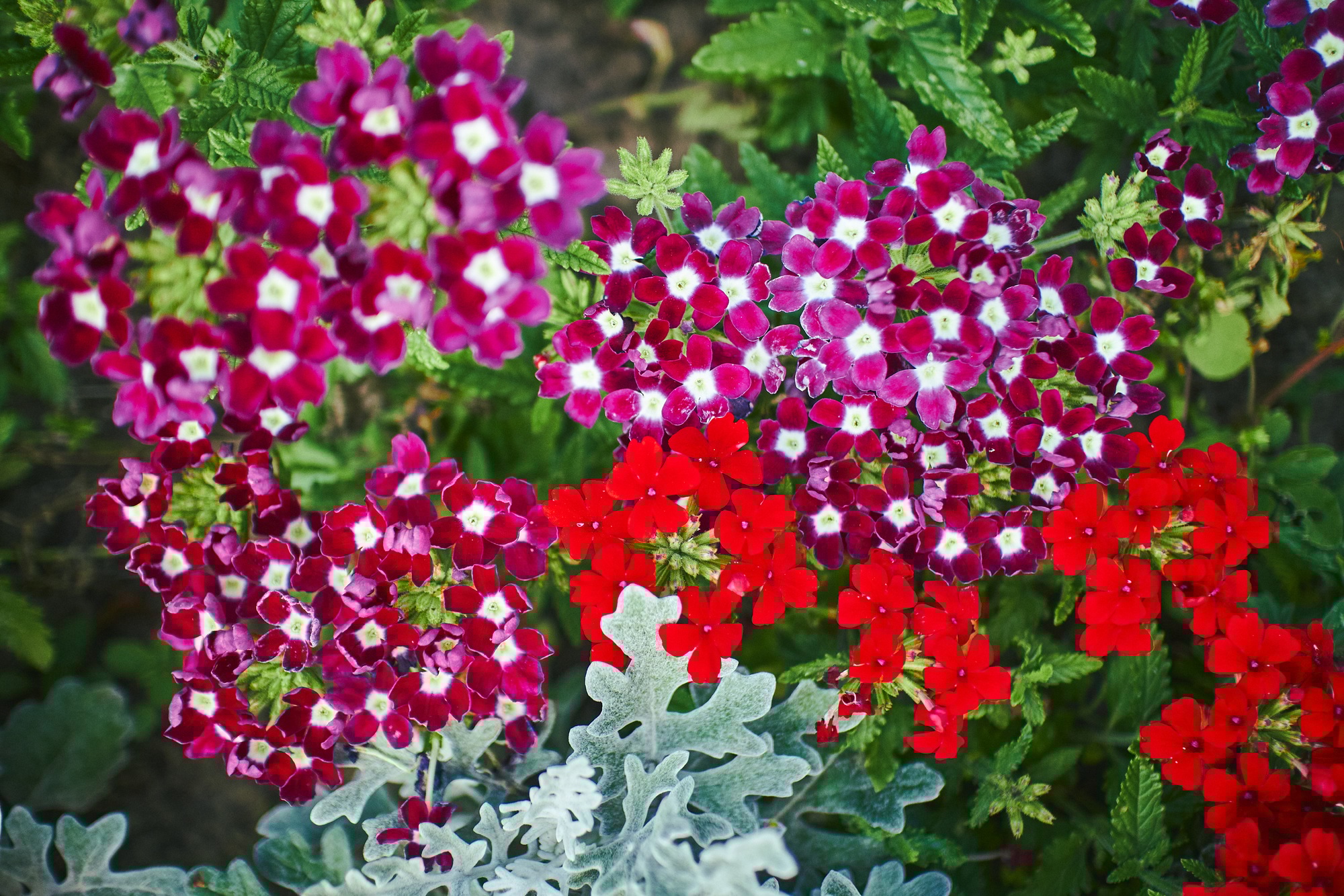 Verbena hybrid flowers blooming in park. Close up with selected focus