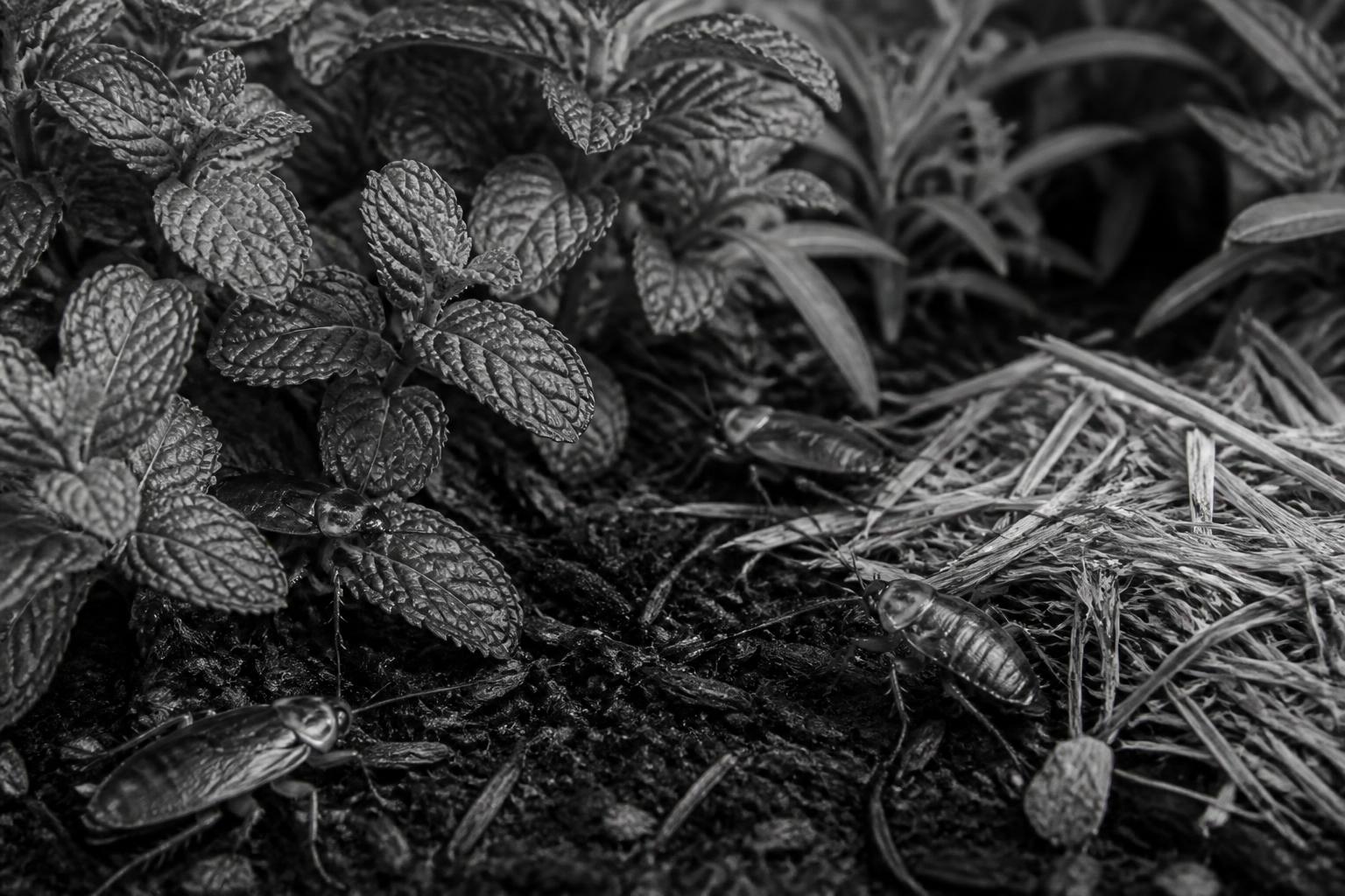 découvrez les meilleures méthodes pour prévenir efficacement l'apparition des cafards de jardin noir et blanc et protéger votre extérieur naturellement.