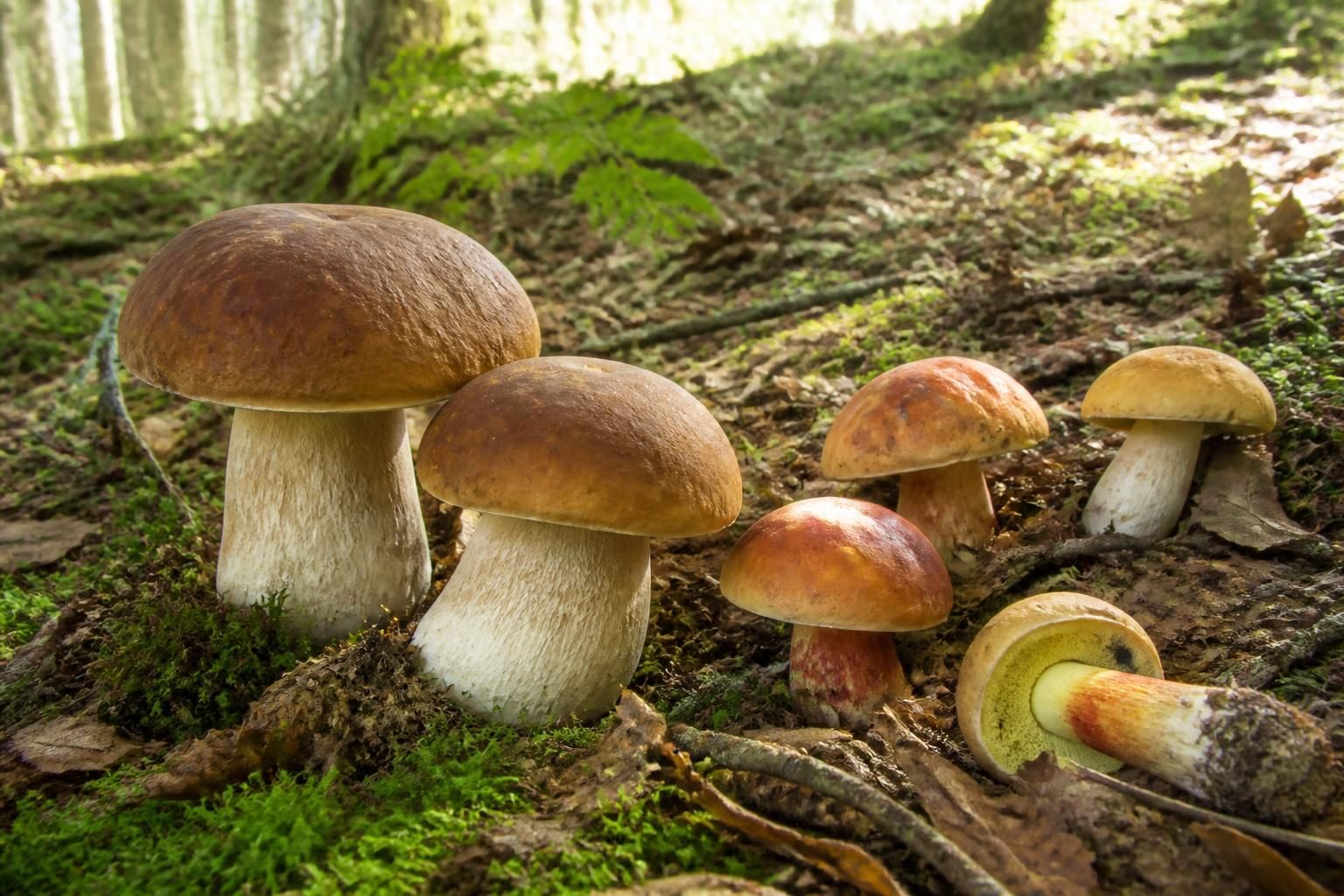 apprenez à reconnaître les vrais cêpes des faux cêpes toxiques en pleine nature grâce à nos conseils pratiques et sécuritaires pour une cueillette sans risque.