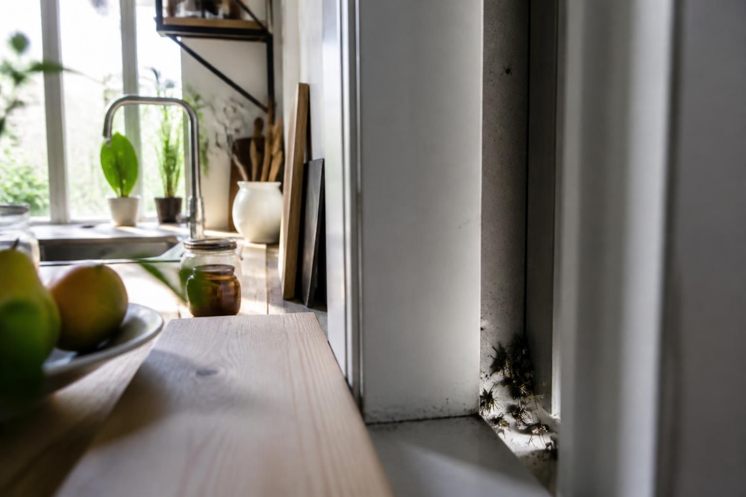 découvrez comment identifier et localiser un nid de mouches chez vous grâce à notre guide pratique et nos conseils efficaces pour vous en débarrasser rapidement.
