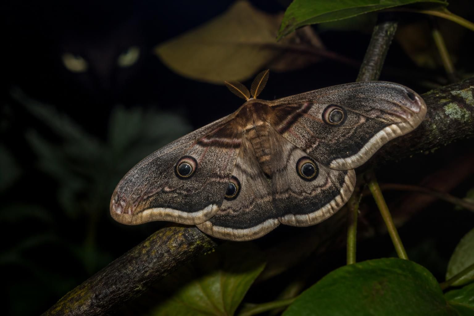 découvrez la vérité sur le papillon de nuit : mythe ou danger réel ? informez-vous sur ses risques et démystifiez les idées reçues.