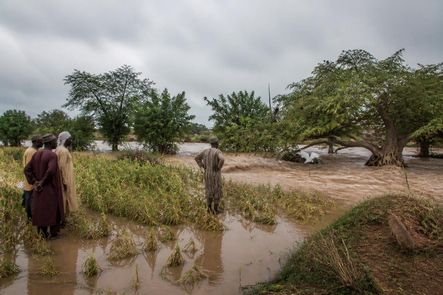 découvrez comment les crues saisonnières affectent l'agriculture et la faune locale, en analysant leurs impacts environnementaux et économiques.