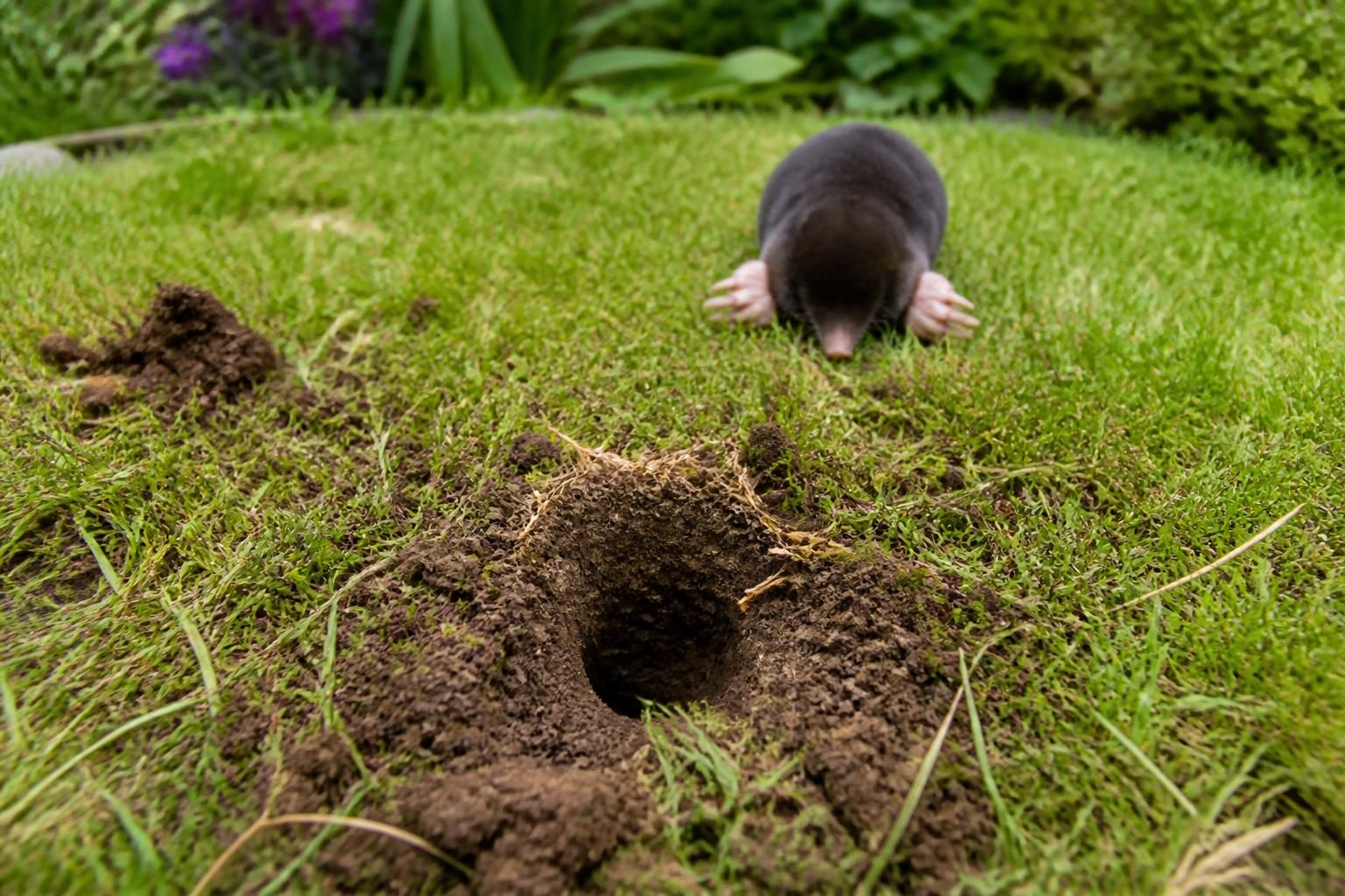 Quel animal fait un trou dans la pelouse : les indices qui ne trompent pas